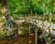 Ashdown Forest Celebrates Winnie-the-Pooh's 100th Anniversary with New Walks and Events