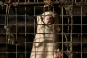 Ban Fur Farming to Prevent the Next Pandemic, Experts Warn