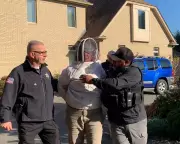 Beekeeper Jailed for Releasing Bees on Deputies During Eviction
