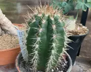 Brazilian Cactus Uses Fuzzy 'Acoustic Hat' to Lure Bats for Pollination