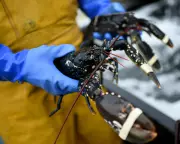 Brexit Trade Deal Won't End All Red Tape for UK Food Exports