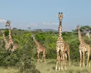 British Ban on Trophy Hunting Imports Long Overdue, Say Activists