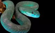 Can You Solve the Snake Escape Puzzle? Two Snakes, Two Passages
