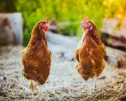 Chlorinated Chicken Imports Would Undermine UK Food Safety, Experts Warn