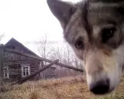 Chornobyl's Wildlife Thrives 40 Years After Nuclear Disaster