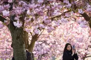 Climate Breakdown Extends Pollen Season in UK and Europe by Weeks