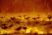 Daylight Saving Time Shift Increases Wildlife Collision Risks During Peak Commute Hours