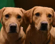 Dogs' Brains Shrank After Domestication, But They're Not Dumber