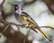Egg Loss to Possums Raises Extinction Risk for Critically Endangered Regent Honeyeater