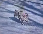 Escaped Wolf Captured Safely After Nine-Day Search in South Korea