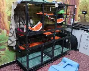 Florida Sloth Deaths at Tourist Attraction Spark Animal Welfare Concerns