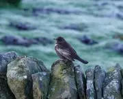 Frosty Dawn in Knotbury: A Magical Morning with Six Ring Ouzels