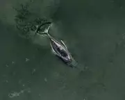 German Humpback Whale Stranding Sparks National Drama and Death Threats