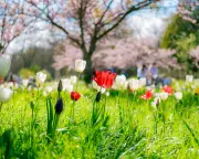 Global Photo Showcase: From Kew's Tulips to Greenland's Fjords