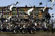 Global Snapshot: From Pigeon Racing in Yorkshire to Tokyo Go-Karts