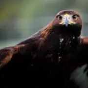 Golden Eagles Poised for Return to England's Skies with New Government Funding