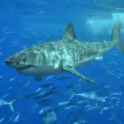 Great White Sharks Face 'Cooking Alive' Risk from Warming Oceans, Study Warns