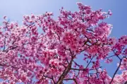 Greenwich Park's New Cherry Blossom Valley: 130 Japanese Trees Transform London Landscape