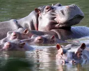 Indian Billionaire's Son Offers to House Pablo Escobar's Hippos
