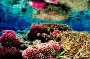 Jason Momoa Urges Global Action as Coral Reefs Face Extinction Crisis