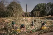 London's Queen Elizabeth Garden: A Biodiverse Oasis in Regent's Park