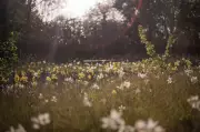 London's Queen Elizabeth II Garden Opens as Biodiversity Haven