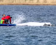 Millionaire-Funded Plan to Tow Stranded Whale Timmy to North Sea Faces Backlash
