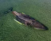 Millionaires Fund Desperate Rescue for Stranded Humpback Whale in Germany