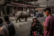 Nepal's Human-Wildlife Conflict Rises as Rhinos Roam Streets