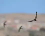 Network Rail Criticized for Blocking Bird Nesting Sites in Perthshire and Derbyshire