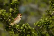 Nightingale Population Sees Slight Rise in UK, RSPB Reports
