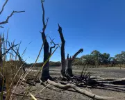 NSW Water Agency Criticized for Halting Flows, Leaving Hundreds of Turtles to Die