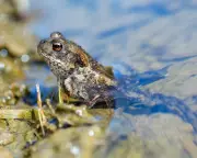 Over 1,000 Toads Feared Dead After Welsh Reservoir Drained During Breeding Season