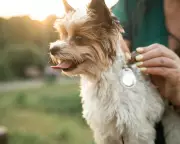 Pet Fitness Trackers: Experts Split on Benefits of Wearable Tech for Animals