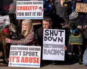Pressure Mounts on Starmer to Ban Greyhound Racing in England