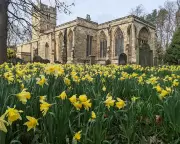 Quiet Vitality of a Well-Managed Churchyard: Nature's Haven
