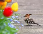 Rare Hoopoe Bird Spotted in Norfolk Garden, Echoing 1926 Diary