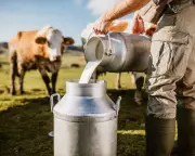 Raw and 'Brewed' Milk Demand Surges in UK as Consumers Seek Less Processed Options