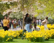 Record Spring Blooms Flourish in England After Heatwave and Cold Snap