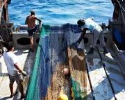 Study Accuses MSC's 'Blue Tick' of Masking Forced Labour in Fisheries