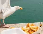 Study Reveals Painting Eyes on Takeaway Boxes Cuts Gull Chip Theft by 50%