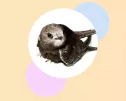 Swifts in Crisis: How to Save Britain's Beloved Summer Birds