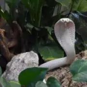 Tourist Dies After Cobra Bites Him During Snake Charmer Show in Egypt