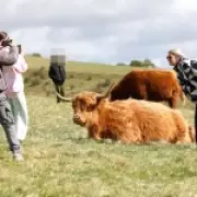 Tourists Risk Safety for Selfies with Highland Cows Despite Warnings