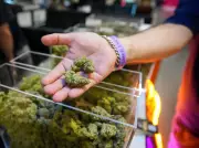 Trump Administration Reclassifies Marijuana to Lower Federal Tier