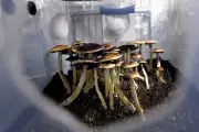 Trump Executive Order Could Fast-Track Psychedelic Research and Access