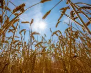 UN Warns Extreme Heat Pushing Global Food Systems to the Brink of Collapse