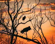 Unesco Sites Defy Global Wildlife Decline, But Face Climate Threats