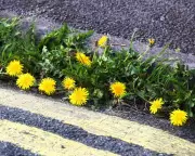 Wheelchair User's Ode to Dandelions: Nature's Unsung Heroes in Urban Cracks