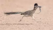 Wildlife Wonders: From Roadrunners to Rare Frogs in Global Photo Roundup